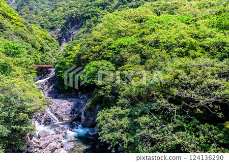 世界自然遺產屋久島關切川上，新綠色閃耀 124136290