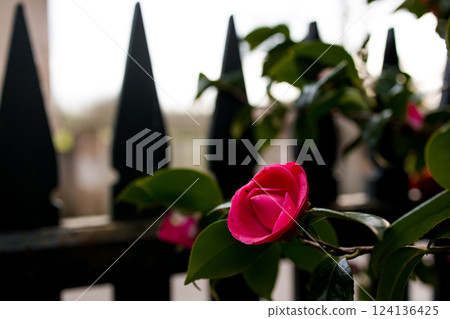 Vibrant pink rose bloom against rustic black fence in sunlit garden Vibrant pink rose bloom against rustic black fence in sunlit garden 124136425