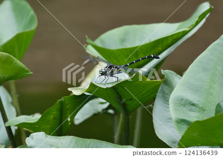 Black and yellow dragonfly still① Black and yellow dragonfly still① 124136439