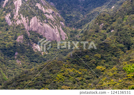 鮮綠的葉子，險峻的山脈，世界自然遺產，屋久島（春天） 124136531