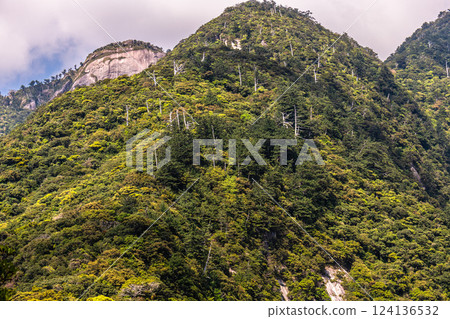 鮮綠的葉子,險峻的山脈,世界自然遺產,屋久島(春天) 鮮綠的葉子,險峻的山脈,世界自然遺產,屋久島(春天) 124136532