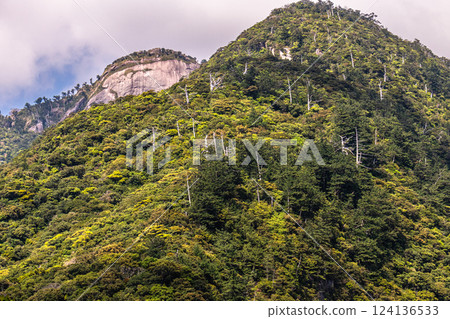 鮮綠的葉子,險峻的山脈,世界自然遺產,屋久島(春天) 鮮綠的葉子,險峻的山脈,世界自然遺產,屋久島(春天) 124136533