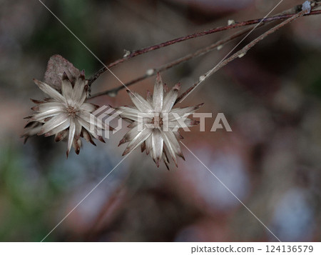 菊科木本植物 Koyabouki 的枯萎管狀總苞 124136579