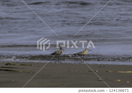 一隻大磯鷸出現在海岸上 一隻大磯鷸出現在海岸上 124136671