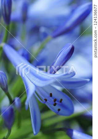 藍色君子蘭花 藍色君子蘭花 124136677