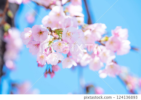 新開的櫻花 124136893