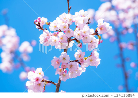 新開的櫻花 124136894