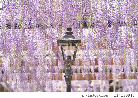 Wisteria in full bloom and retro street lights① Wisteria in full bloom and retro street lights① 124136913