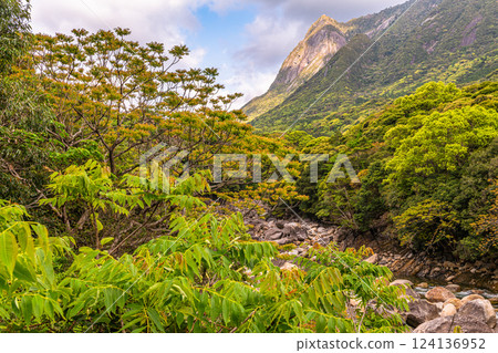 Newly recorded young leaves World Natural Heritage Mt. Mochomu, Yakushima (Spring) 124136952