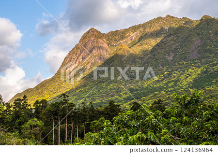 Newly recorded young leaves World Natural Heritage Mt. Mochomu, Yakushima (Spring) 124136964