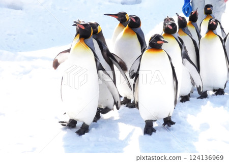Asahiyama Zoo Penguins Walking in the Snow 124136969