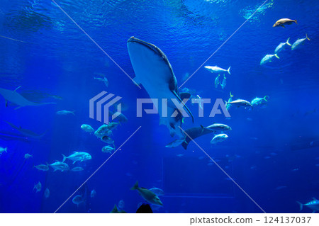 A whale shark swimming gracefully in a huge aquarium A whale shark swimming gracefully in a huge aquarium 124137037