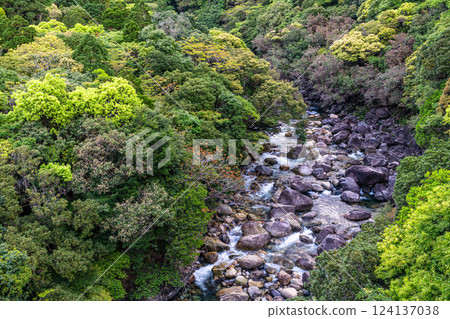 The fresh greenery of Tainogawa Valley shines in the Yakushima Offshore Alps 124137038