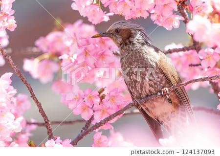 Cherry blossoms in full bloom and brown eyes 124137093