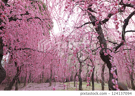 Weeping plums in full bloom 124137094