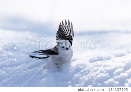 Shimaenaga 124137305