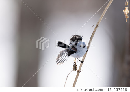 Shimaenaga 124137318