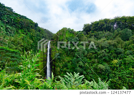 High Akaka waterfall in the rainforest jungles in Hawaii island. 124137477