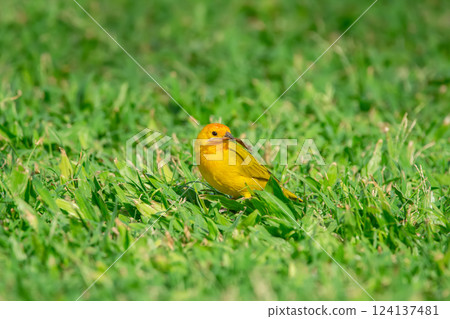 Bright yellow Saffron finch is looking for food on the grass. 124137481
