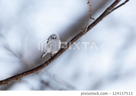 Shimaenaga 124137513