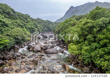 World Natural Heritage Mt. Mochomu and Tainogawa Valley, Yakushima (Spring) 124137580