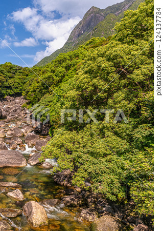 World Natural Heritage Mt. Mochomu and Taino River, Yakushima (Spring) 124137784