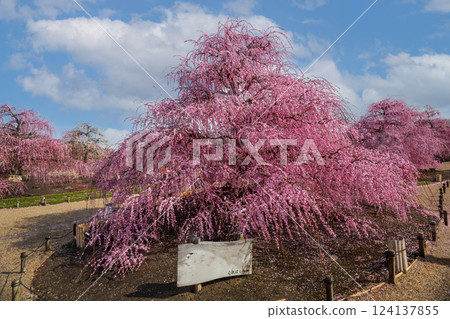 Pink weeping cherry blossoms in full bloom 124137855