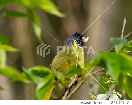 The collared finchbill ( Spizixos semitorques ) is ingesting flowers from a tree The collared finchbill ( Spizixos semitorques ) is ingesting flowers from a tree 124137927