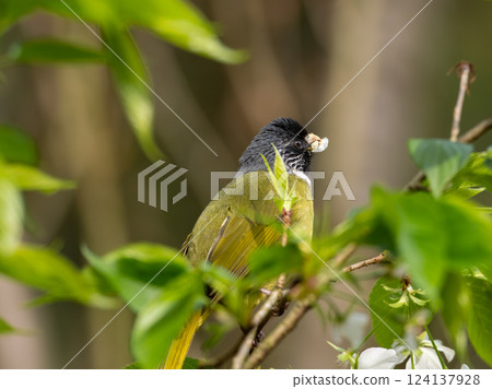 The collared finchbill ( Spizixos semitorques ) is ingesting flowers from a tree 124137928