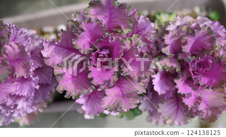 Leaf peony Leaf peony 124138125