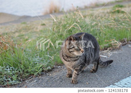 Tabby cat playing on the roadside Tabby cat playing on the roadside 124138178