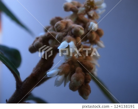 Flower of loquat Flower of loquat 124138191