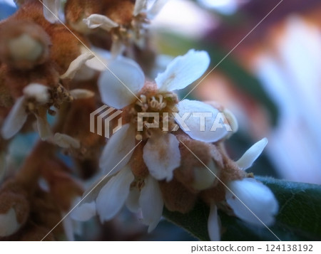 Flower of loquat Flower of loquat 124138192