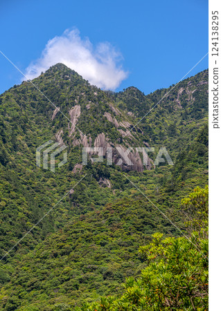 Fresh green leaves, steep mountains, World Natural Heritage site, Yakushima (spring) Fresh green leaves, steep mountains, World Natural Heritage site, Yakushima (spring) 124138295