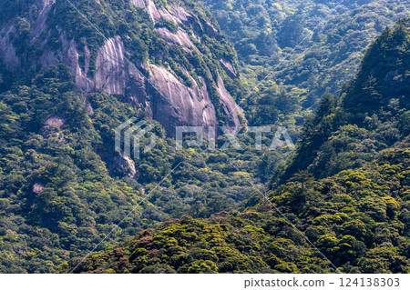 鮮綠的葉子，險峻的山脈，世界自然遺產，屋久島（春天） 124138303
