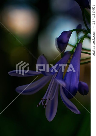 Purple agapanthus flowers come to life in the morning sun, creating a fantastical effect. Purple agapanthus flowers come to life in the morning sun, creating a fantastical effect. 124138405