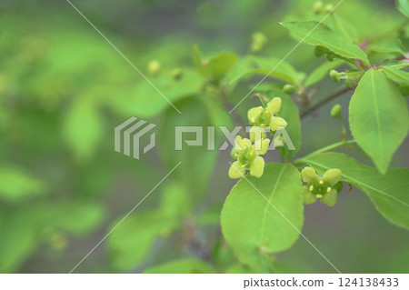 Euonymus flowers and buds with copy space / Ebenaceae 124138433
