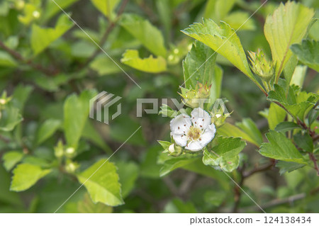 Hawthorn flowers and buds / Rosaceae Hawthorn flowers and buds / Rosaceae 124138434
