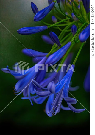 百子蓮開始綻放 124138444