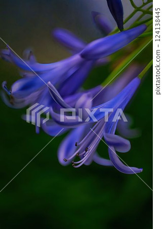 涼爽的百子蓮 124138445