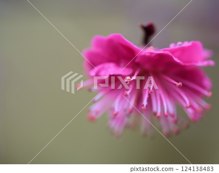 The red plum tree "Hinotsukasa" blooms in rainy March The red plum tree "Hinotsukasa" blooms in rainy March 124138483