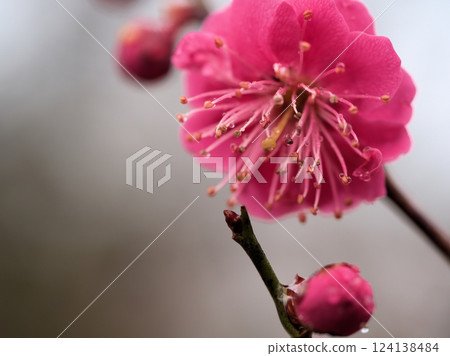 The red plum tree "Hinotsukasa" blooms in rainy March 124138484