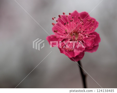 The red plum tree "Hinotsukasa" blooms in rainy March The red plum tree "Hinotsukasa" blooms in rainy March 124138485