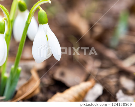 可愛的雪花蓮在寒冷的冬日早晨開始綻放 124138569