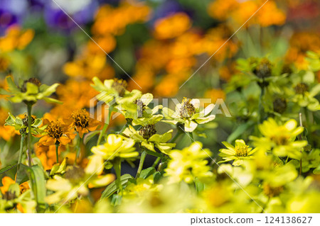 綠色中心的春天即將來臨 綠色中心的春天即將來臨 124138627