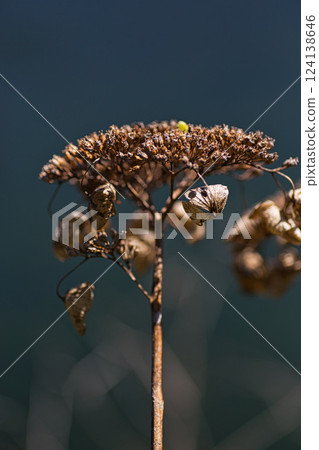 綠色中心的春天即將來臨 綠色中心的春天即將來臨 124138646