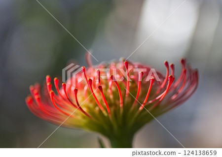 綠色中心的春天即將來臨 綠色中心的春天即將來臨 124138659