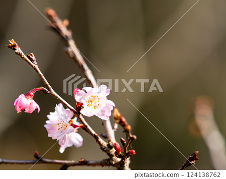 Beautiful plum blossoms finally starting to bloom in the New Year Beautiful plum blossoms finally starting to bloom in the New Year 124138762