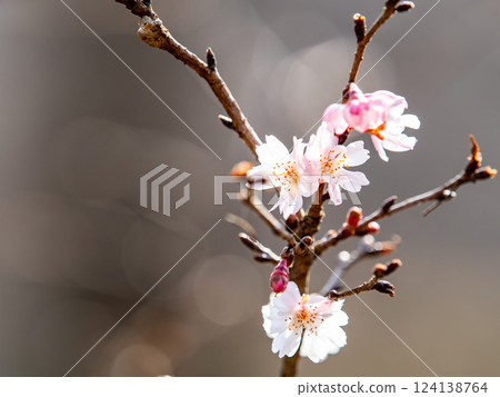 Beautiful plum blossoms finally starting to bloom in the New Year 124138764