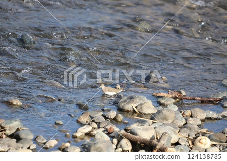 A snipe searching for food near the water 124138785